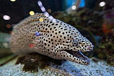 KK官方对战平台全新创作任务上线，视频多好看，赏金多好赚！