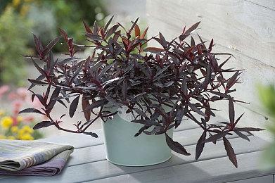 Shiravune初夏特卖开启！最低2折起！